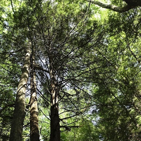 Exploring Evergreens Walk — December 5 - logo